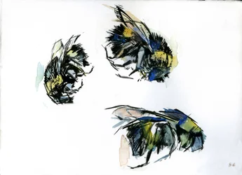 Bee Studies, 2024 (tusch på papper)