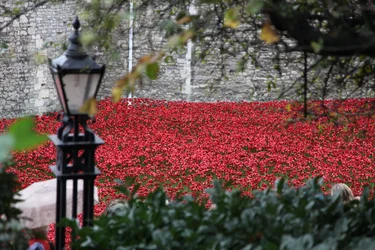 Blood Swept Lands and Seas of Red, Tower of London, 2014.