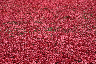Blood Swept Lands and Seas of Red, Tower of London, 2014.