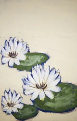 Vita näckrosor