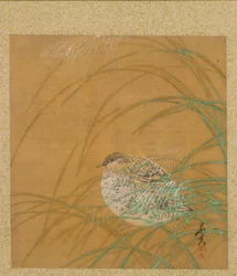 Quail in Grass från Album of Painting