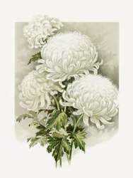 Fru Alpheus Hardy