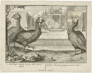 pärlhöns 3 American Fowl, är också mycket vanliga i Afrika (...) (titel på objekt)