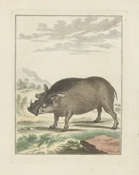 Afrikansk skogssvin