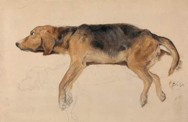 Studie av en liggande hund