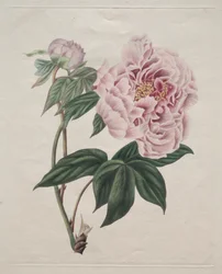 Kinesisk trädpion (Paeonia suffruticosa)