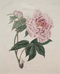 Kinesisk trädpion Paeonia suffruticosa, ca. 1820.
