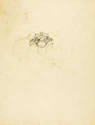 Pelvis