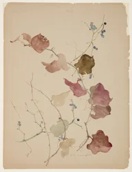 Studie av Clematis Vine med blå bär