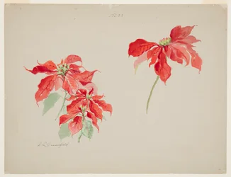 Studie av röda julstjärnor