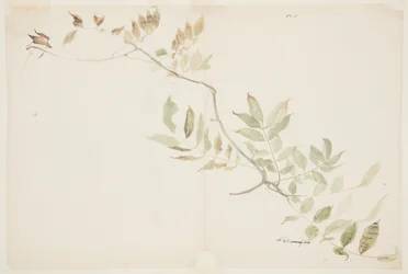 Studie av Wisteria lövverk