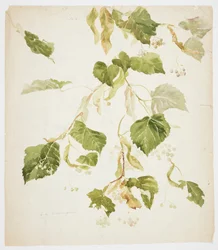 Studie av en Linden-gren
