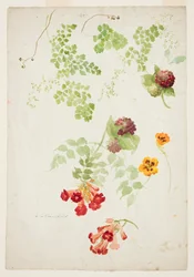 Stuy av Maidenhair Fern, Trumpet Vine och Nasturtium