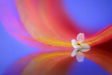 En ömtålig blommas spegelbild