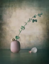 Eukalyptus Snail rosa vas