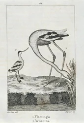 Flamingo och Avosetta, från A History of the Earth and Animated Nature, London 1816 (kopparplåtsgravyr)