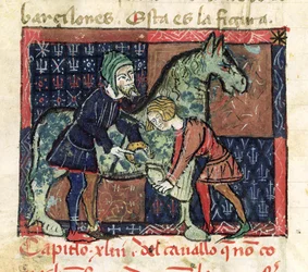 Ms 214 fol.46v Shoeing a horse, från Libro de Menescalcia y Albeyteria av Juan Alvarez, c.1390