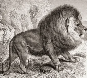 Cape Lion, nu utdöd, från "La Vida de los Animales" pub. ca 1885 (tryck)