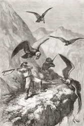 Édouard François André och hans följeslagare attackerades av kondorer nära Calacali, Pichincha-provinsen, Ecuador, under sin botaniseringsexpedition vid Andernas fot 1875-76