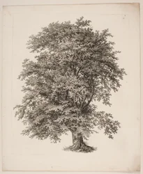 "Studier efter naturen med hänsyn till landskapsteckning av S.H. Petersen", nr 2