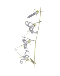 California Harebell, 2015 (grafitpenna och akvarell)