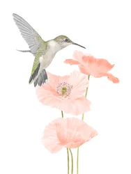 Hummingbird Garden, 2020 (grafitpenna  digital)