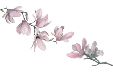 Magnolia, 2015 (grafitpenna och akvarell)