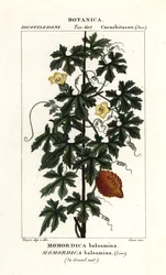 Afrikansk gurka, Momordica balsamina