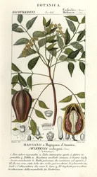Amerikansk mahogny, Swietenia mahagoni