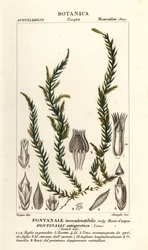 Antifever fontinalis mossa, Fontinalis antipyretica