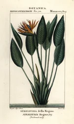 Paradisfågel, Strelitzia reginae