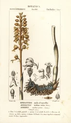 Fågelboorkidé, Neottia nidus-geting