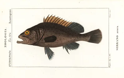 Svart grouper, Mycteroperca bonaci