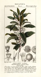 Blåbärsaska, Elaeocarpus cyaneus