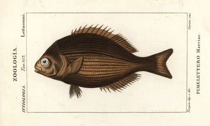 Mässingsfärna, Kyphosus vaigiensis