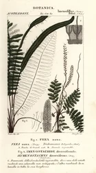 Borstörmbunke, Trichomanes botryoides