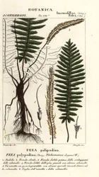 Borstormbunke, Trichomanes elegans