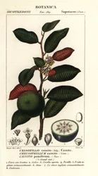 Cainite, Chrysophyllum cainite