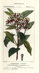 Kryddnejlika, Syzygium aromaticum