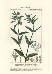 Grov stinkweed, Opercularia aspera