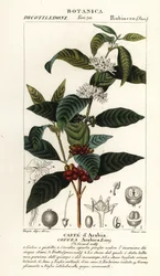Kaffe, Coffea arabica, Caffe d’Arabia