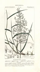 Vanlig böjd, Agrostis capillaris
