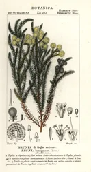 Vanlig bomullsbuske, Berzelia lanuginosa