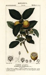 Vanlig guava, Psidium guajava