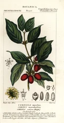 Cornelian körsbär, Cornus mas