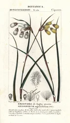 Bomullsgräs eller bomullssvala, Eriophorum angustifolium