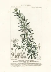 Krypande boobialla, Myoporum parvifolium
