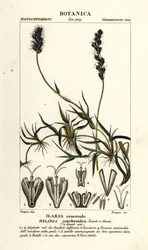 Lockigt mesquite, Hilaria cenchroides