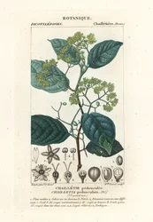 Dichapetalum pedunculate