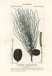 Hängande sheoak, Allocasuarina verticillata